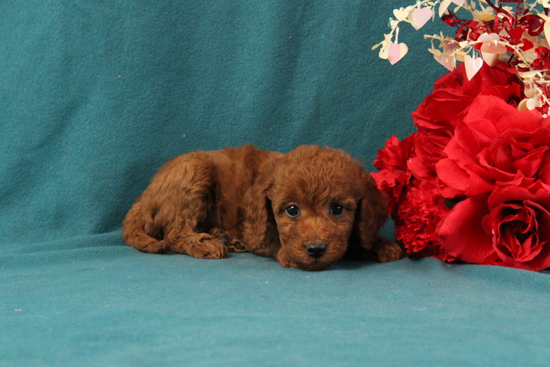 puppy, for, sale, Mini Goldendoodle F1BB, Matthew B. Stoltzfus, dog, breeder, Gap, PA, dog-breeder, puppy-for-sale, forsale, nearby, find, puppyfind, locator, puppylocator, aca